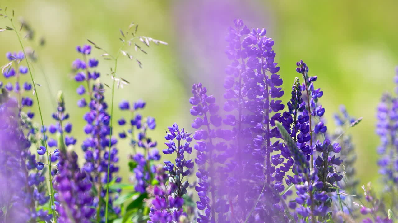 Lush meadow filled with vibrant purple wildflowers captured in soft focus, evoking a dreamy spring ambiance.