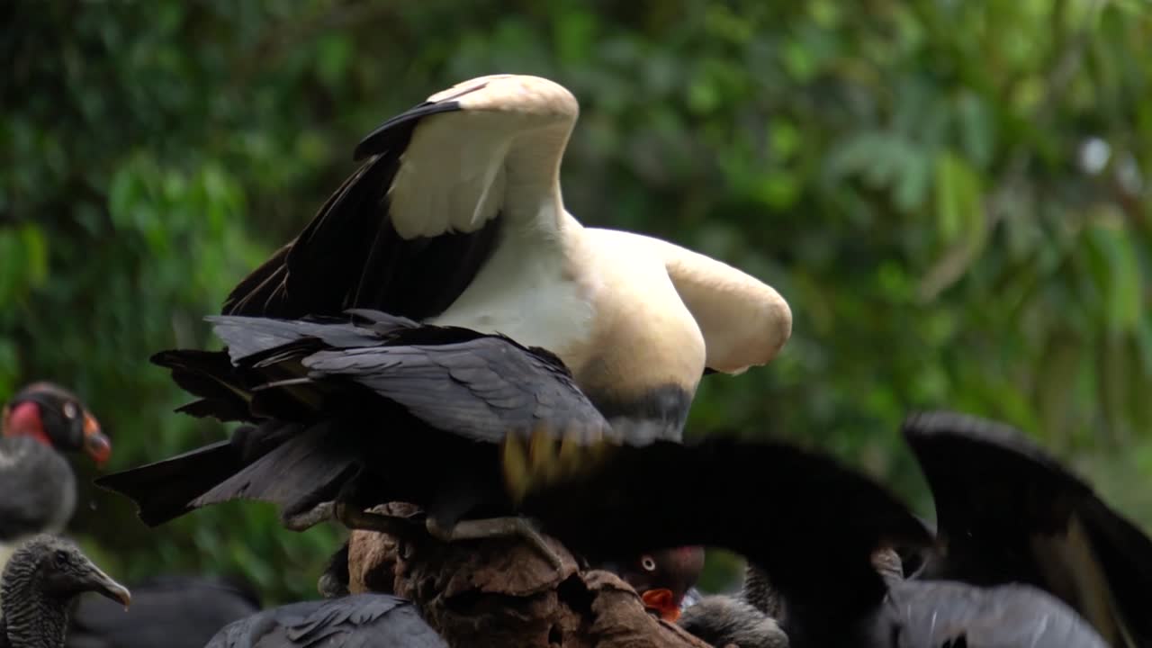 una escaramuza en un grupo de majestuosos pájaros buitre rey mientras se alimentan de un tipo de comida no identificado