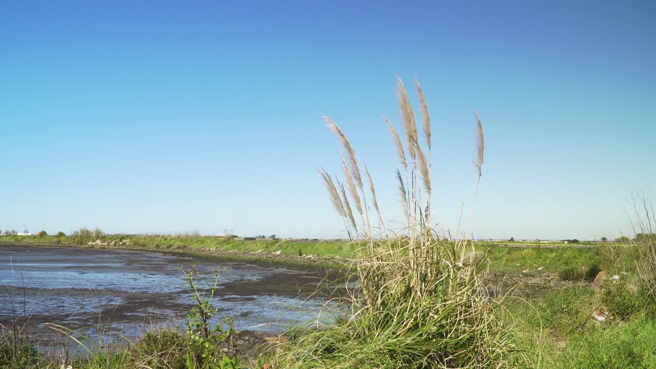 4k cortaderia selloana comúnmente conocida como hierba de pampa temblando en el viento con el cielo azul de fondo