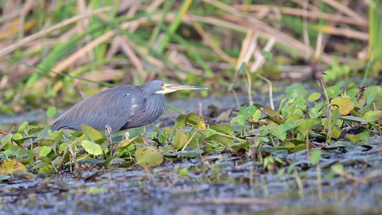 pequeña garza azul caminando sobre plantas acuáticas para cazar, florida