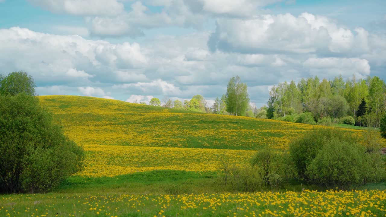 prado de primavera lleno de diente de león amarillo