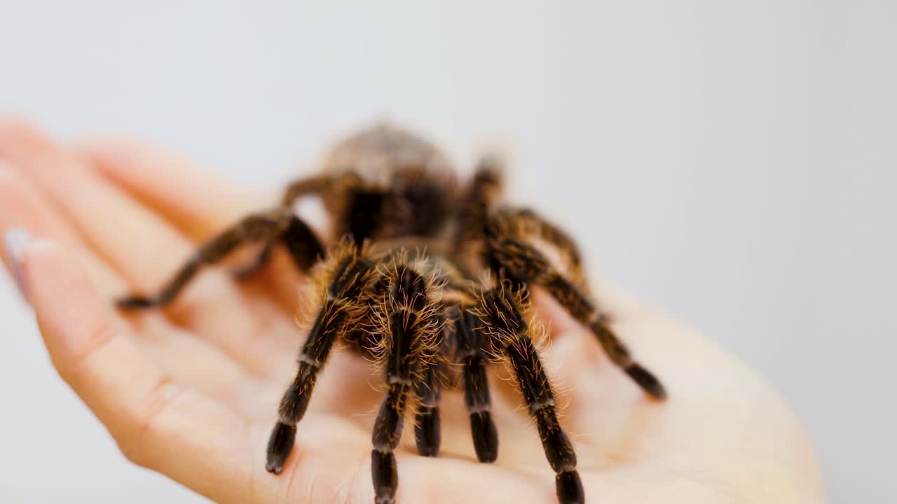 A tarantula moves across a person's hand in a well-lit, close-up view, highlighting its detailed features