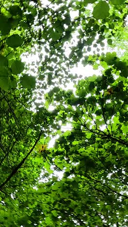 green leaves sway gently in the forest