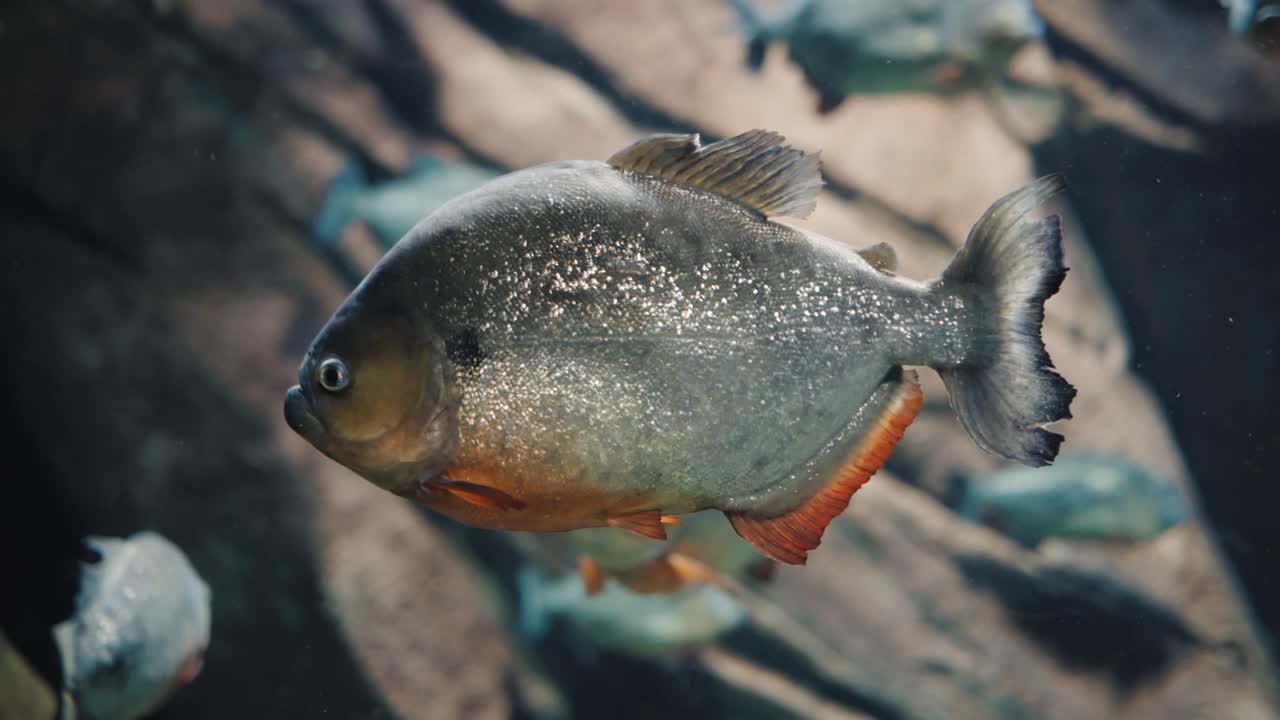 학교를 배경으로 천천히 헤엄치는 피라냐의 클로즈업
