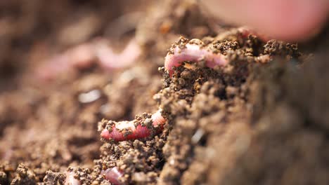Worm-crawling-in-freshly-turned-soil-of-vermiculture,-close-up