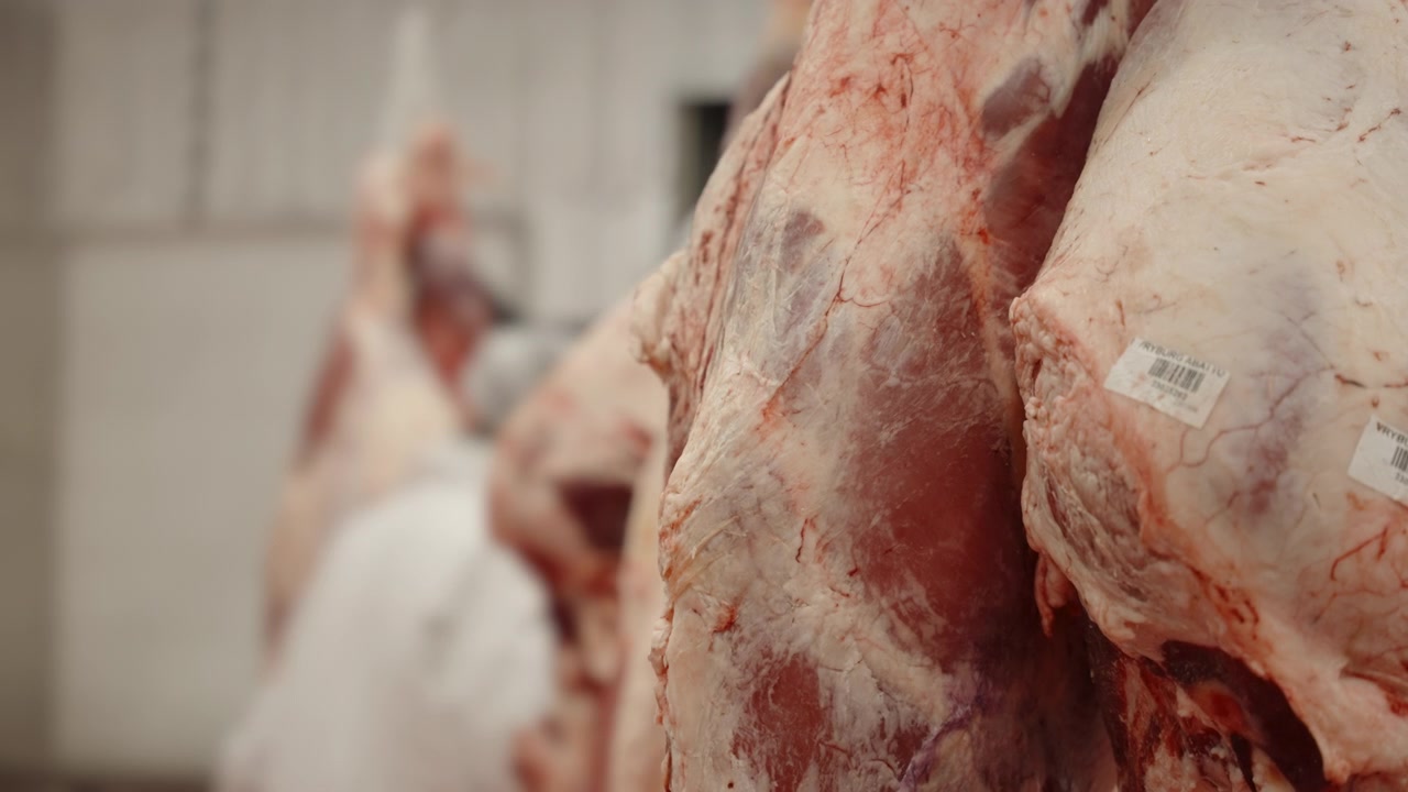 Raw beef sides with barcode labels hang in a cold storage area, with selective focus showing red muscle and fat.