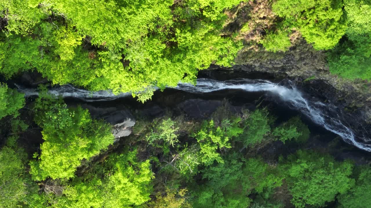 남알프스의 무성한 녹색 숲을 흐르는 좁은 개울