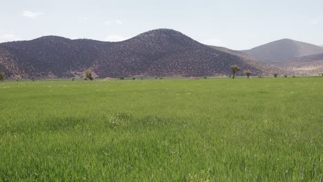 Panoramic-view-to-rural-hills-landscape-with-green-grass-field