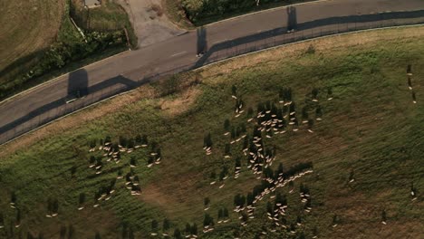 aerial overhead shot of hundreds of white sheep grazing on a meadow close to a road with a cars passing by