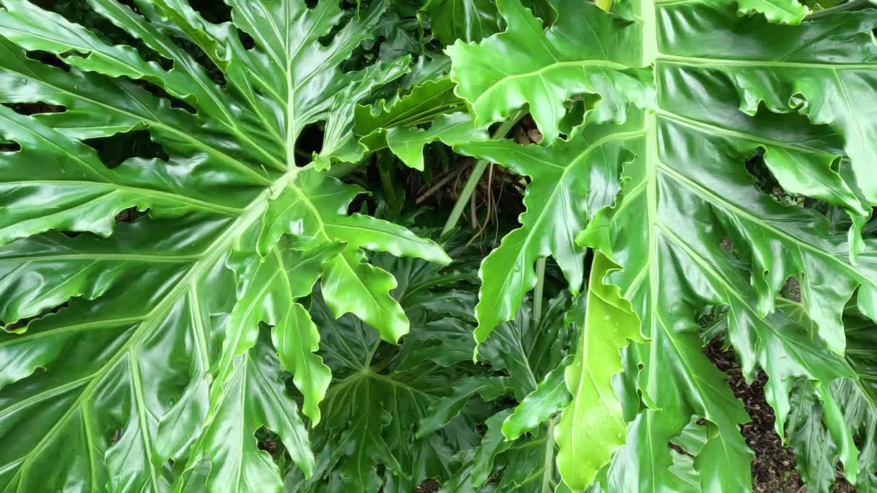 초록색 식물의 급속한 성장