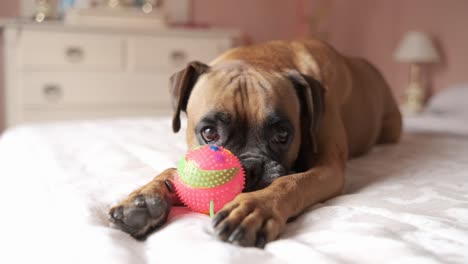 cute dog lying on bed while playing with squeaky dog ball