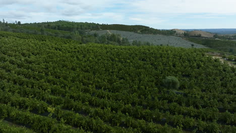 Aerial-view-flying-over-a-lush-green,-olive-plantation,-cloudy-day-in-rural-Spain