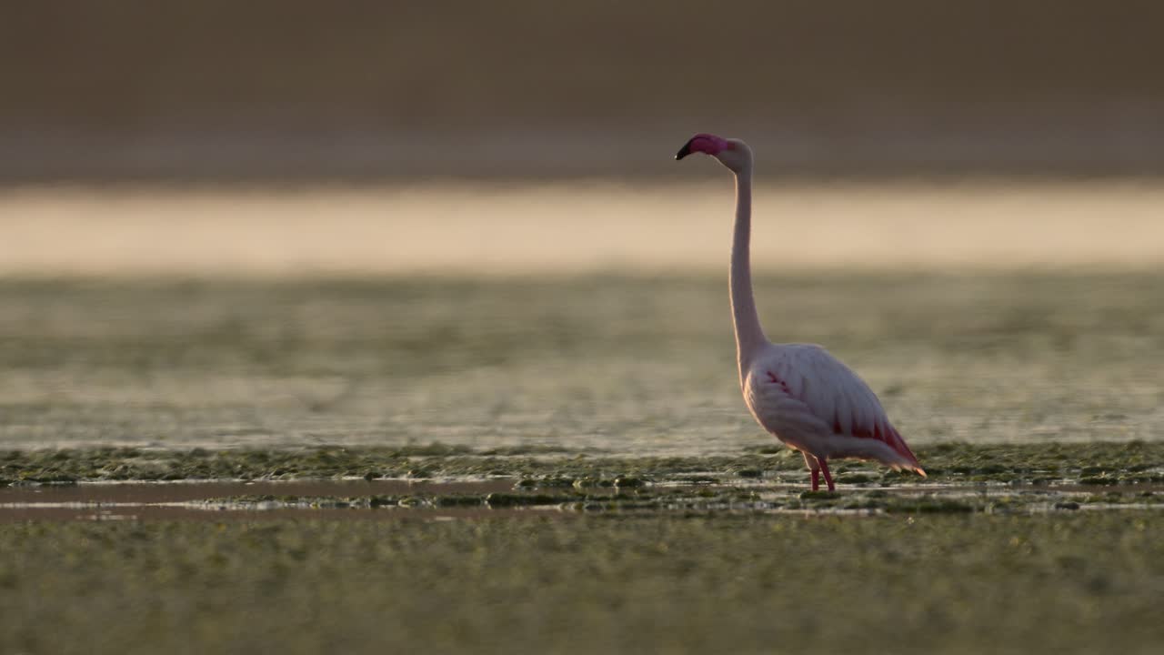 A beautiful flamingo is preparing to take flight, wings outstretched, over a serene wetland at dawn.