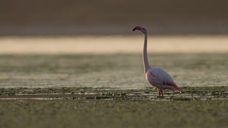 a beautiful flamingo is preparing to take flight, wings outstretched, over a serene wetland at dawn.
