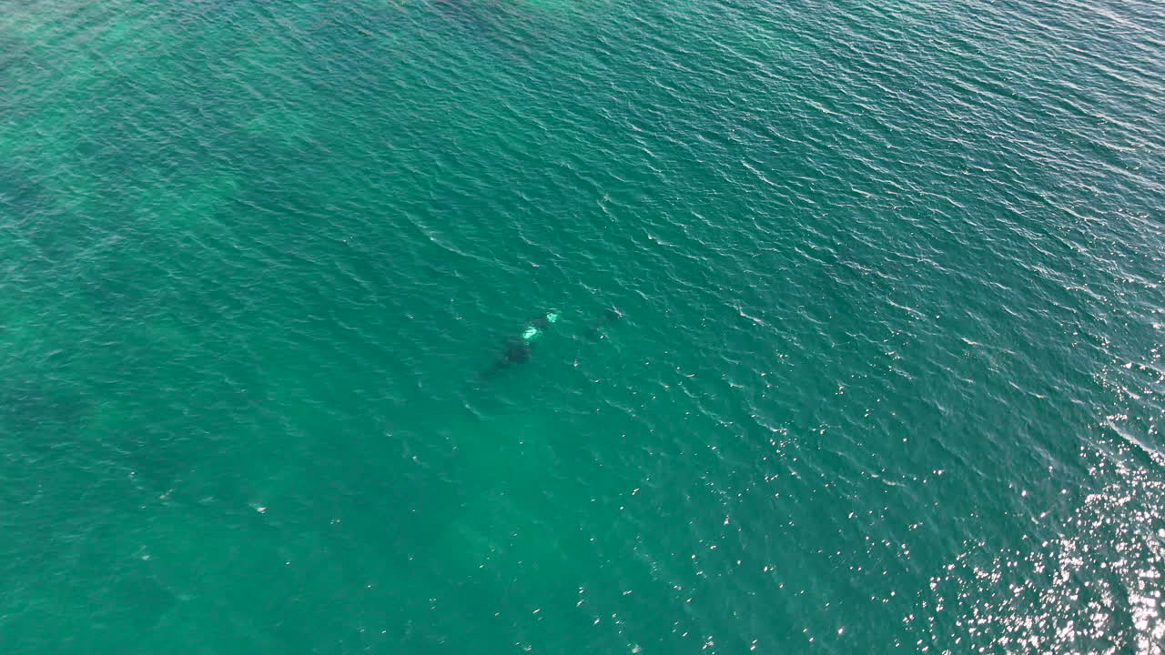 Drone footage of a pod of killer whales surfacing off Baja California. Wide aerial shot of orcas.