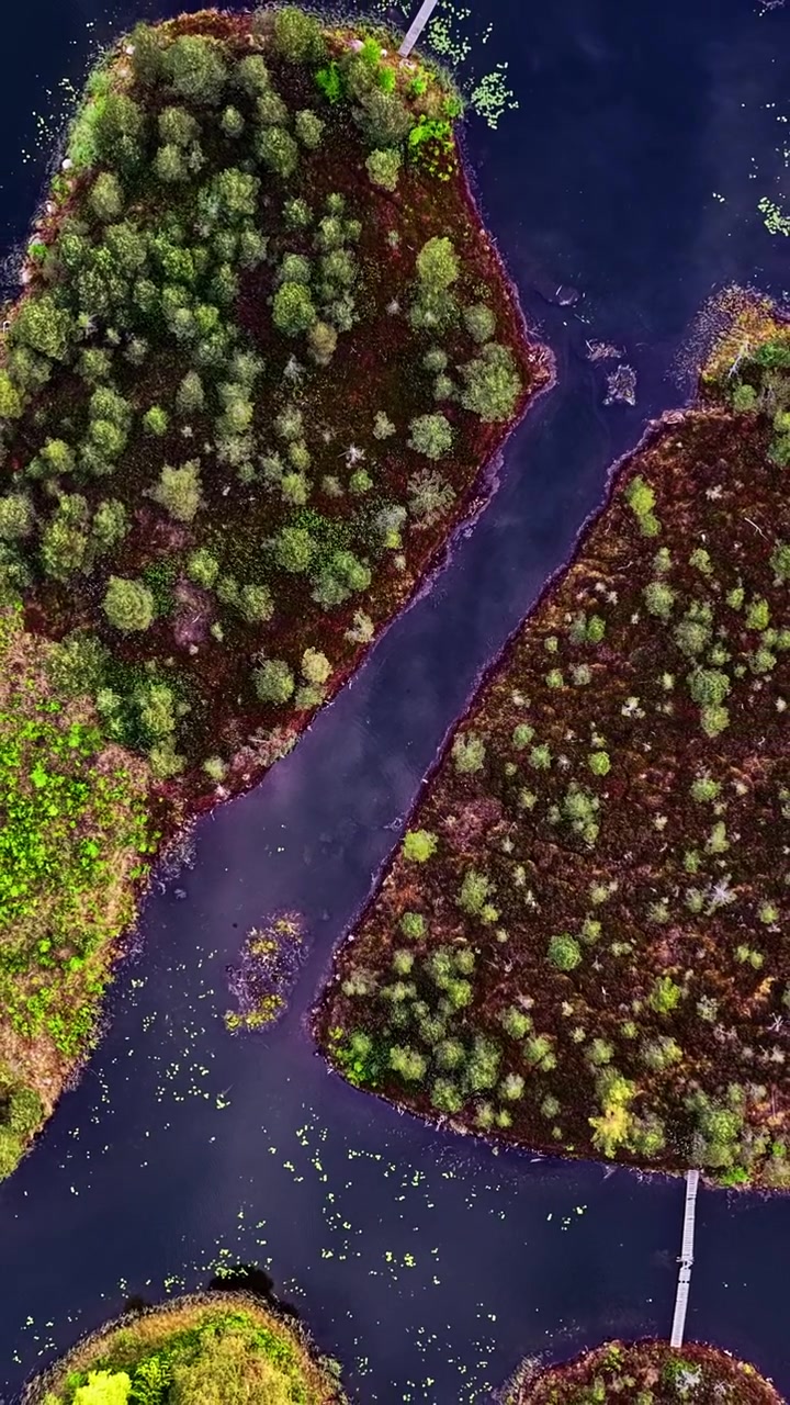 Veduta dall'alto di una foresta lussureggiante e di un paesaggio lacustre paludoso