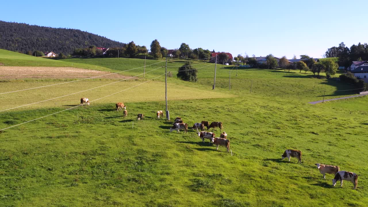 Mandria di bovini al pascolo su un pascolo di montagna, riprese aeree, scena rurale, 4K UHD, angolazione dall'alto, agricoltura ecologica, allevamento lattiero-caseario