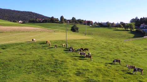 catlle herd grazing on mountain pasture, aerial footage, rural scene, 4k uhd, high angle, ecological agriculture, dairy farm