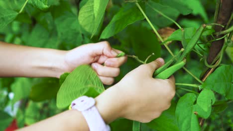 girl picks runner beans from a bush on an allotment