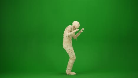 scary mummy wrapped in bandages looks around searches for a victim and scares with raised arms green scary mummy wrapped in bandages looks around searches for a victim and scares with raised arms green screen isolated chroma key mock up workspace advertisement medium size halloween holidays