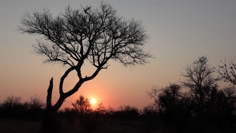 beautiful view of silhouettes of trees and bushes at sunset in africa