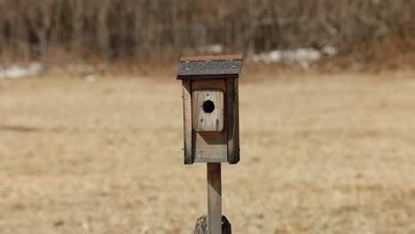 wooden square bird feeder with a shingle roof in the middle of a pasture field during the early spring