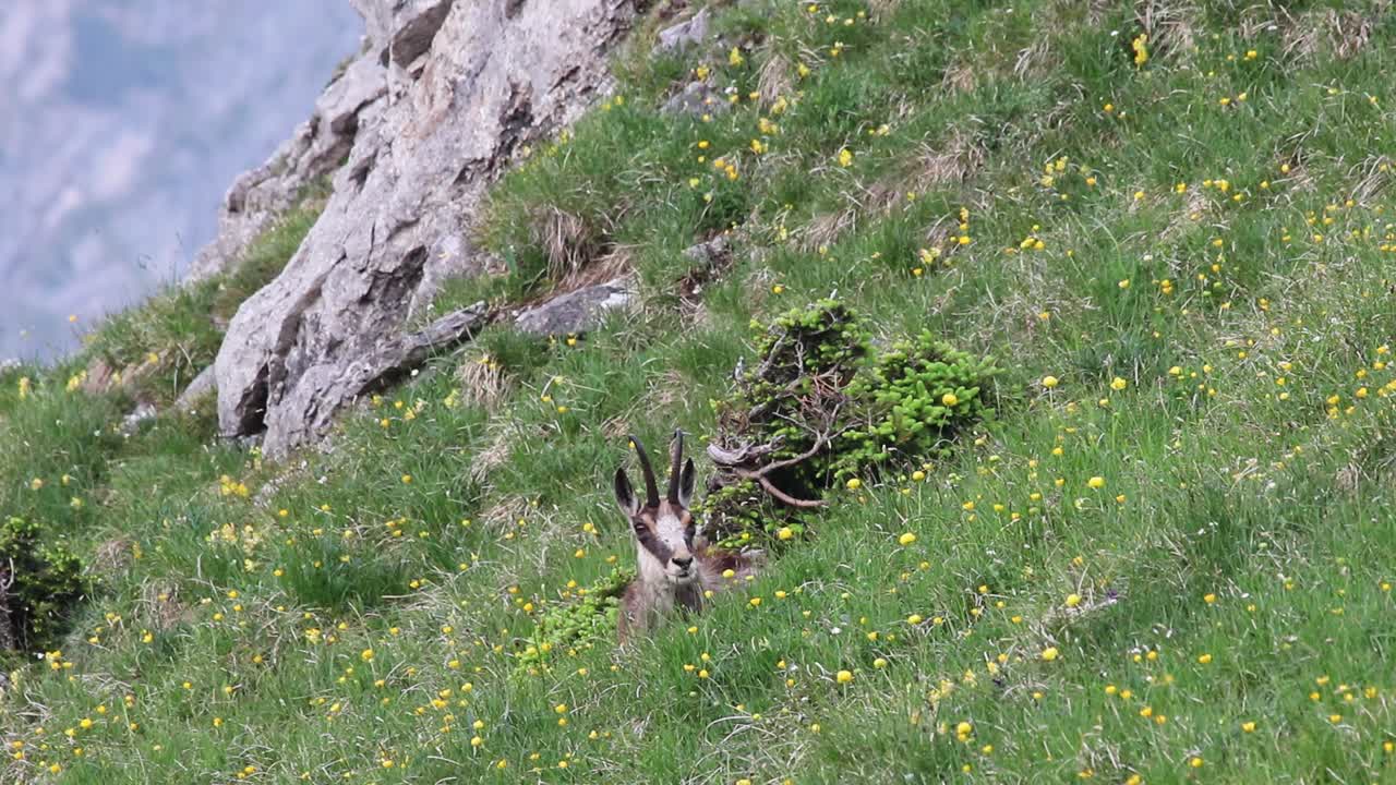 gamuza sentada en la hierba comiendo y mirando a la cámara