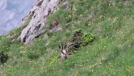 chamois sitting in the grass eating and looking into the camera