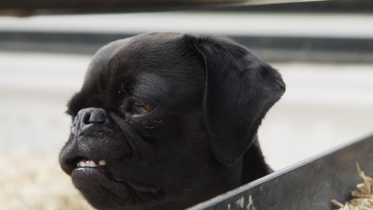 농장 생활은 편안한 생활입니다.