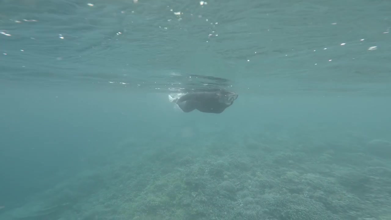En kvinde snorkler i havet ud for kysten af en tropisk ø i Raja Ampat, Indonesien. Kameraet bevæger sig fra over vandet til under vandet. Slowmotion POV-optagelse.