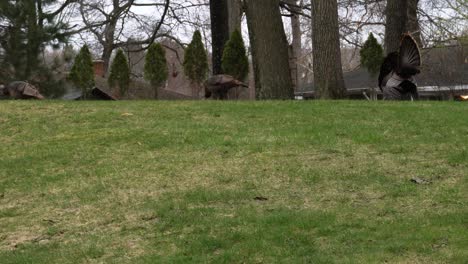 male turkey strutting through backyard