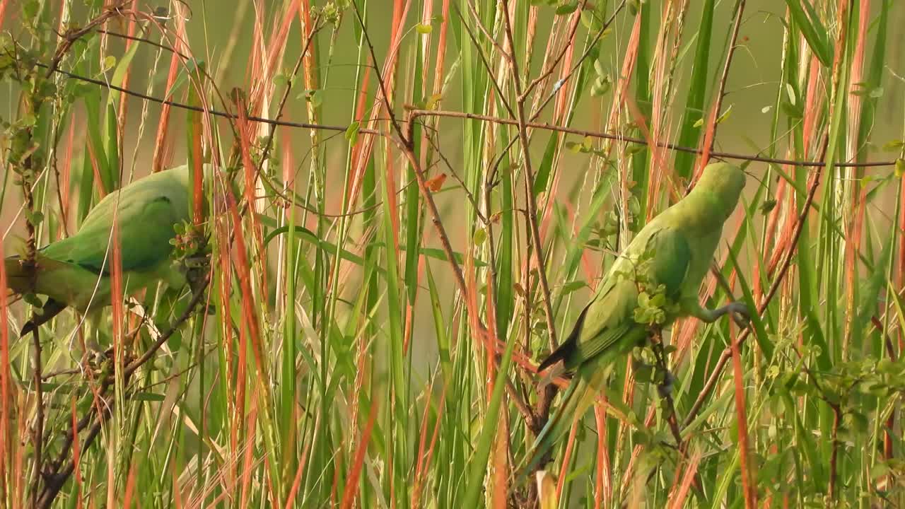 loros comiendo arroz rojo en el estanque.