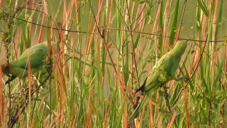 parrots eating red rice in pond .