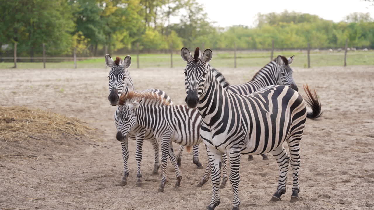 Zebra family looking into the camera in slow motion