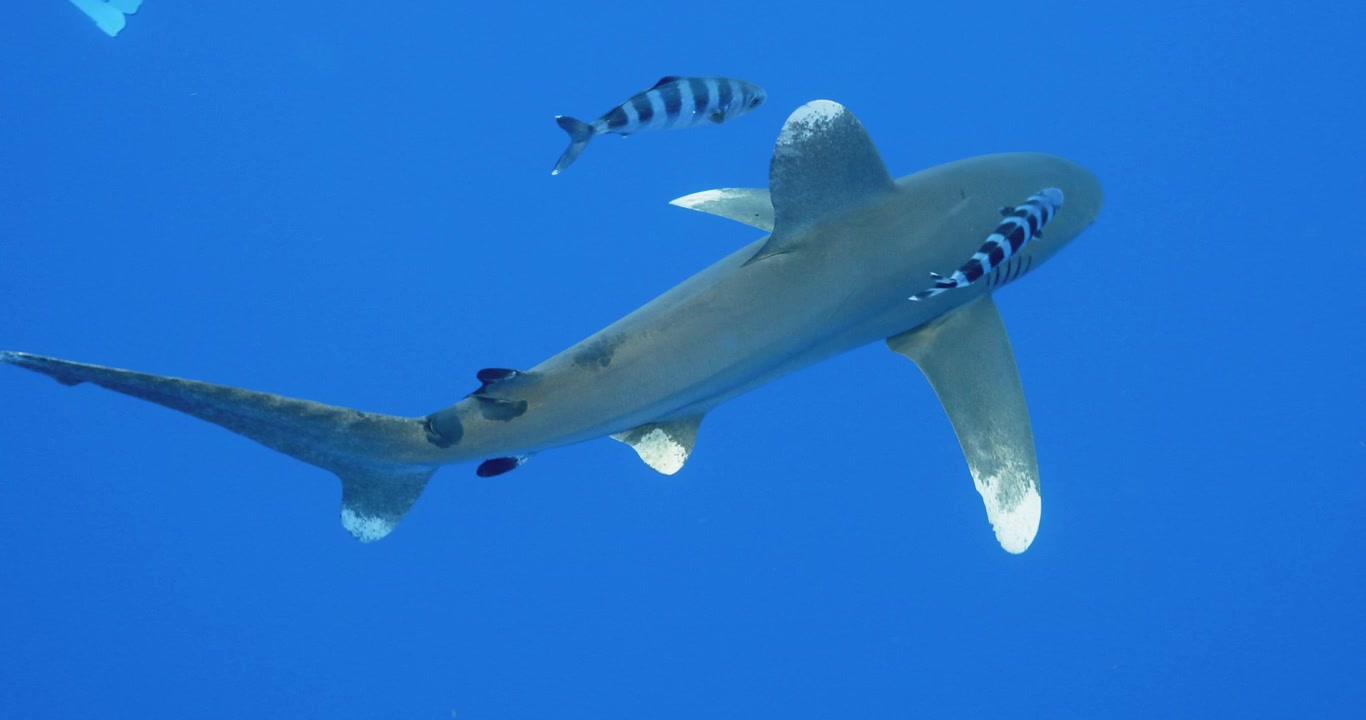 Oceanic White Tipped Shark in the Bahamas tropical ocean