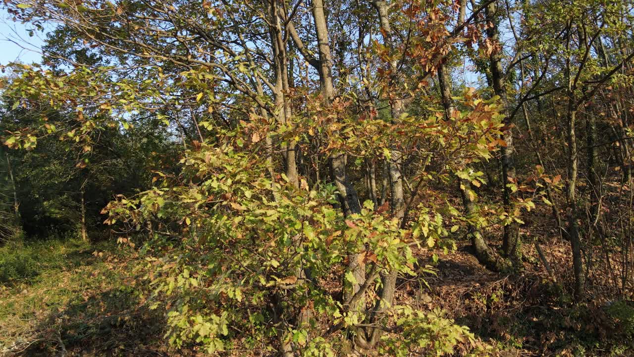 Albero deciduo in autunno