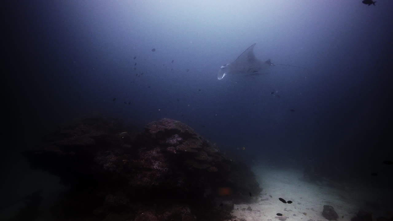 manta raya en una estación de limpieza de arrecifes de coral