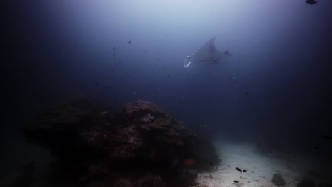 manta raya en una estación de limpieza de arrecifes de coral