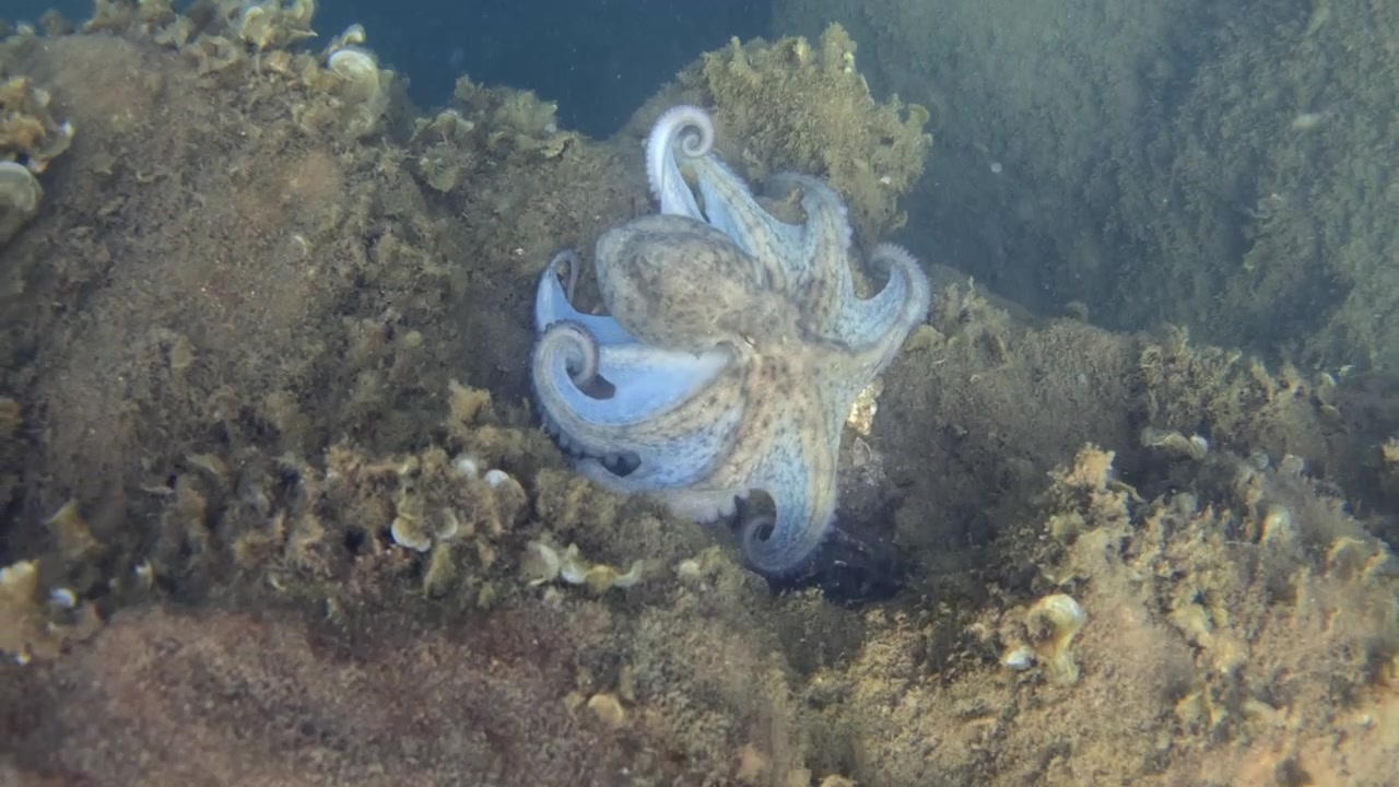 Octopus camouflaging on the seabed, blending with rocks and algae. Marine life in its natural habitat, underwater environment