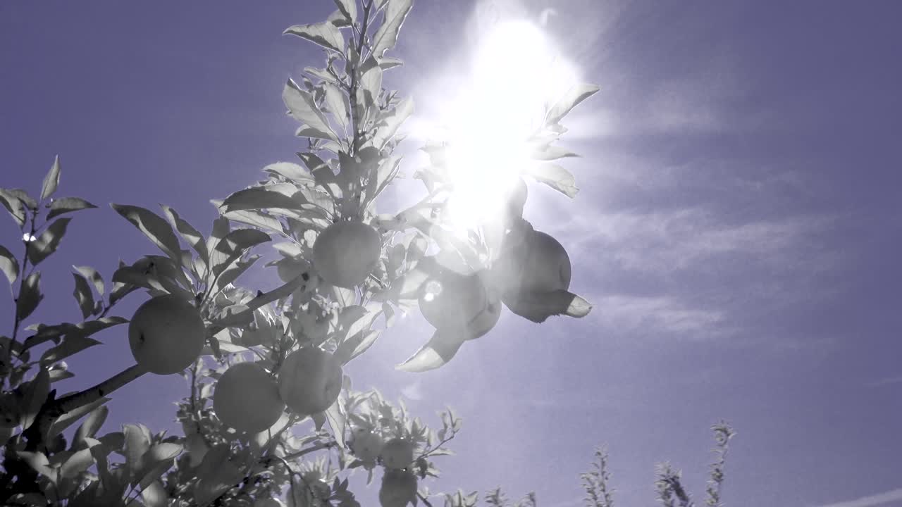 Apples on a tree branch against the sky
