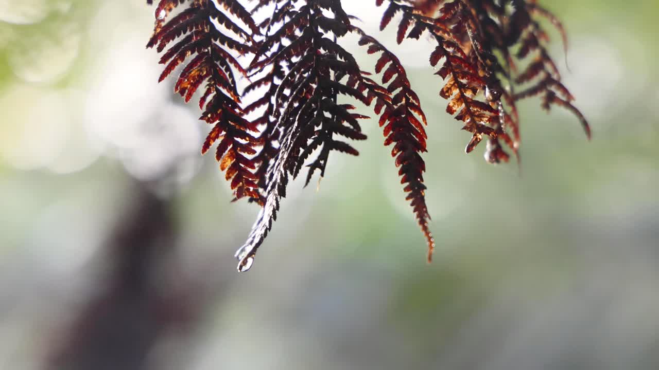 primer plano de hojas en un bosque tropical