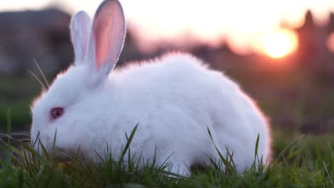 white rabbit eating grass at sunset