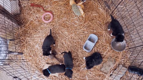 Cachorros-Collie-Vista-De-Arriba-Hacia-Abajo-En-Su-Jaula