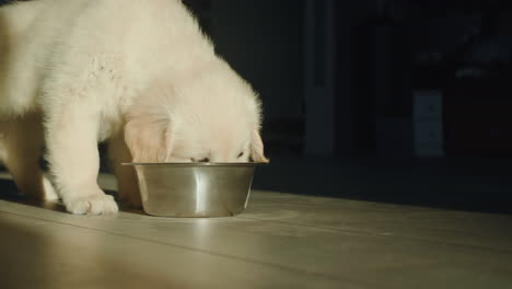 golden retriever puppy eats from a bowl. illuminated by the setting sun