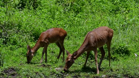 el ciervo del campo es una especie en peligro de extinción debido a la pérdida de hábitat y la caza