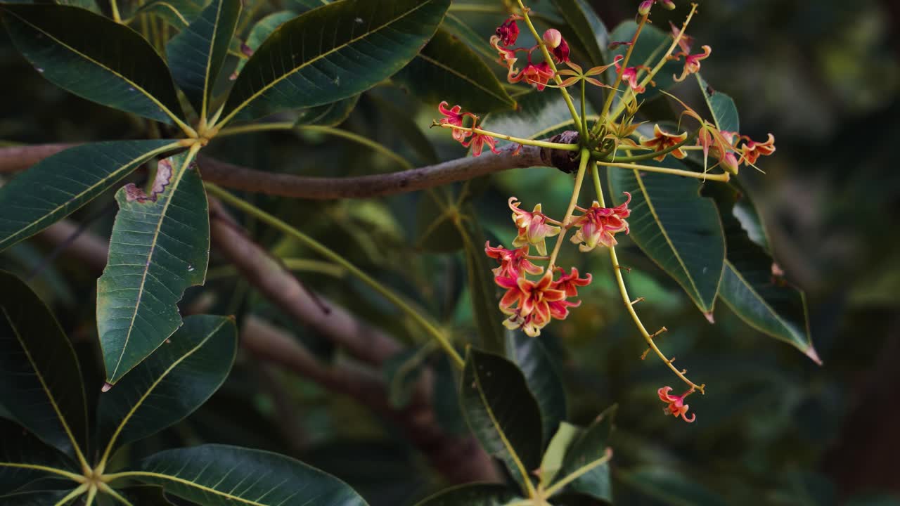 árbol de nuez de cajú diminutas flores rojizas en flor en una rama frondosa de cerca