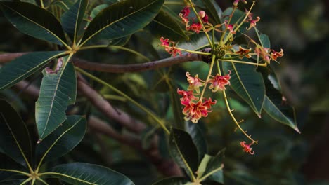 cashew nut tree tiny reddish flowers in bloom on leafy branch close up