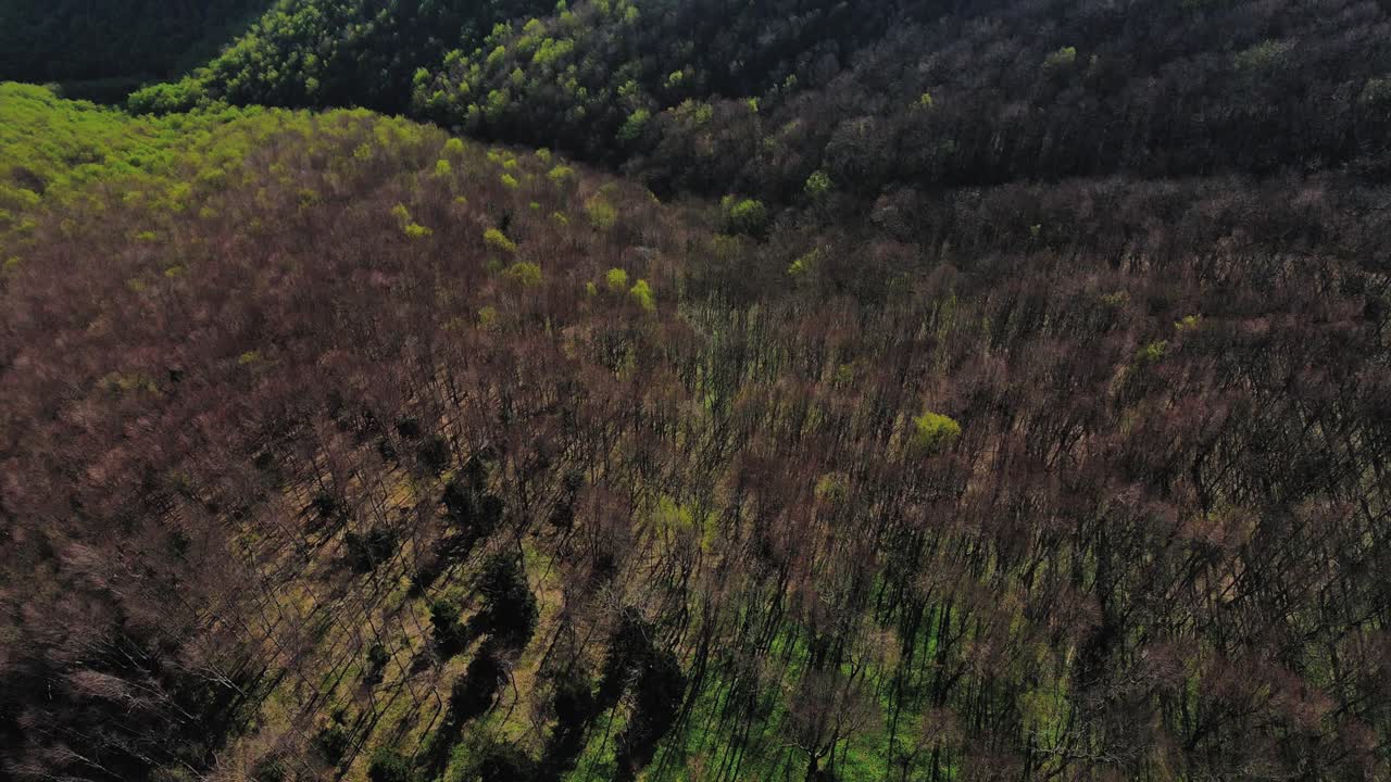 Aerial 4K drone footage of a blooming forest in springtime, capturing the enchanting sight of trees in various stages of bloom, creating a vibrant tapestry of nature's awakening