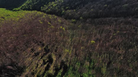 봄에 꽃을 피우는 숲의 항공 4k 드론 영상, 꽃을 피우는 다양한 단계의 나무의 매혹적인 시야를 포착하고, 자연의 깨어남의 활기찬 테이프를 만 ⁇ 니다.