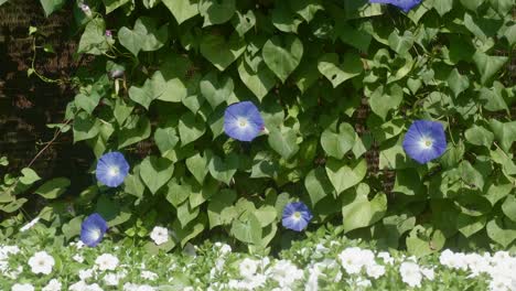 a close up shot of a wall of snapdragon flowers or angelonia fluttering in the wind on a sunny day